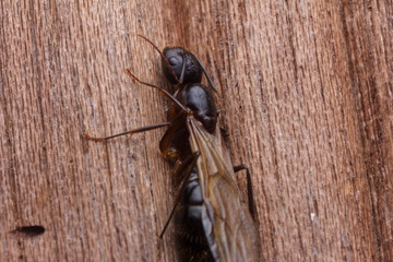 House fly, Fly, House fly on leaf