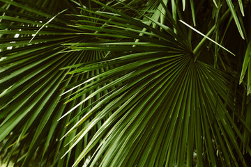 Fototapeta premium palm leaves pattern , abstract tropical natural background