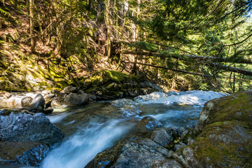 stream of water running down the rocky creek inside forest with sun light hit the rocks and trees on the shore on one side