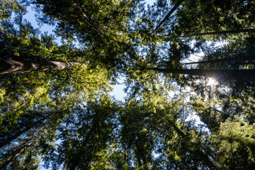 huge cider trees inside forest with dense foliage under the bright sky a view from below