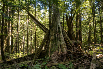 a huge left over tree trunk covered in moss split into many pieces inside dense forest