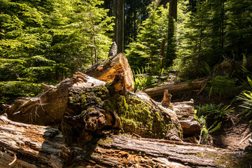 Fototapeta premium a piles of wood trunks laying inside forest under the sun covered with green mosses