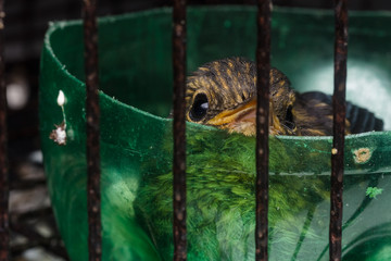 baby bird in cage