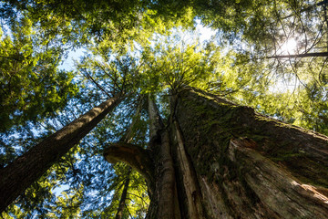 huge cider trees inside forest with dense foliage under the bright sky a view from below
