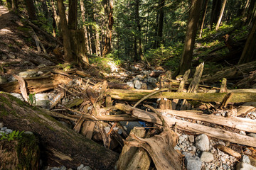 slope inside forest filled with fallen tree trunks on a sunny day