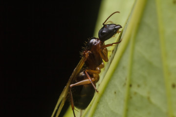 Subterranean ants , Flying ants in nature