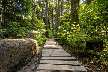 Fototapeta na wymiar wooden biking tracks inside forest surrounded by dense foliage on a sunny day