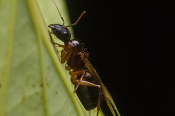 Subterranean ants , Flying ants in nature