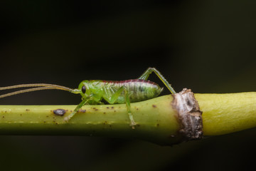 closeup shot of bug nature animal