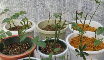 挿し木した薔薇の鉢