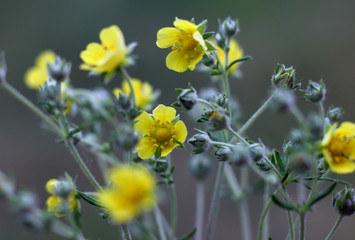 wildflowers in macro image on blurred background