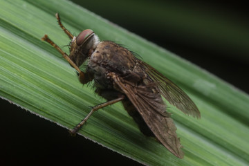 House fly, Fly, House fly on leaf