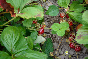 Close up of strawberries growing in a farmers field, bunch of ripe red berries highlighted, summer goodness