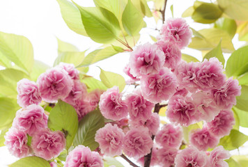Sakura flower or Cherry blossom on sky background.