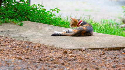 little tabby sitting on the floor