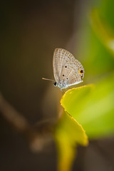 Butterflies that lie on the leaves.