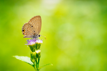 Butterflies feed on nectar from flowers.