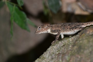 lizard on a rock