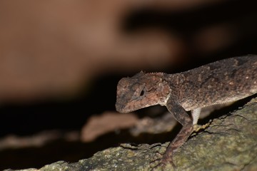 lizard on rock