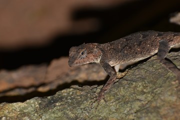 lizard on rock