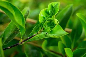 Mealybug, a pest of a plant that makes plants grow slowly.