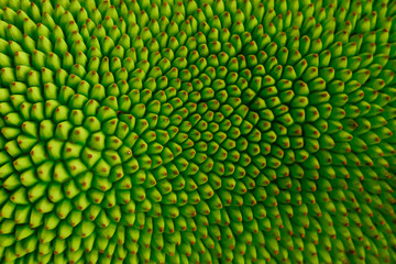 bark of the jackfruit ball