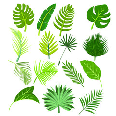 Botanical fresh leaves in tropical design