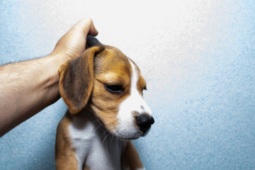 puppy raised by the scruff of the neck, cruelty to animals.