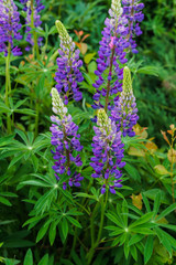 Lupins with purple and blue flowers in the meadow.