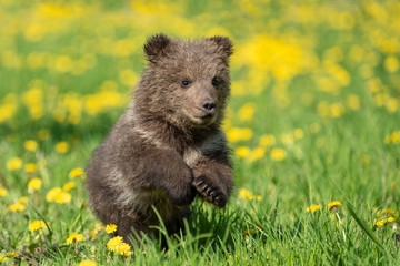 Brown bear cub playing on the summer field