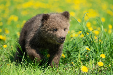 Fototapeta premium Brown bear cub playing on the summer field