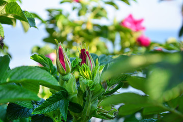Pink wild rose buds (dog rose, rosa canina) in green leaves of bush in garden in spring day on sky...