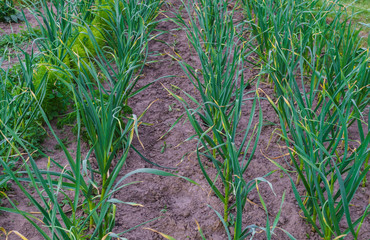 a bed of young green garlic shoots.