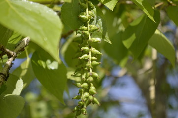 Birch buds