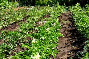 Fototapeta na wymiar potato plant with flowers on the vegetable bed