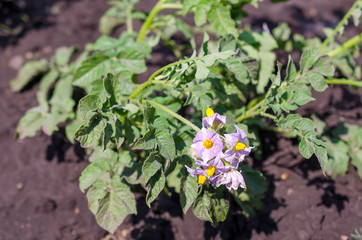 potato plant with flowers on the vegetable bed