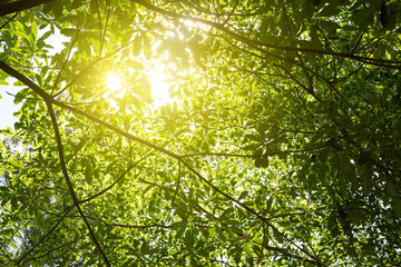 green leaves background in sunny day