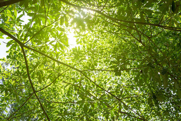 green leaves background in sunny day
