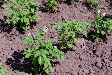 potato plant with flowers on the vegetable bed