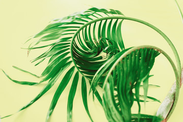 Variations tropical palms leaves Background flat lay