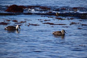 磯の近くを漂うカルガモのペア