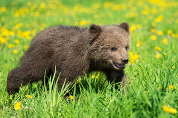 Fototapeta premium Brown bear cub playing on the summer field