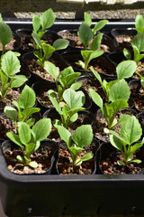 アスターのポット苗