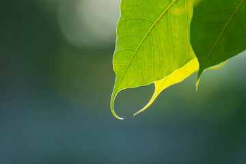 Green Bo leaf with Sunlight  in the morning, Bo tree  representing Buddhism in thailand.