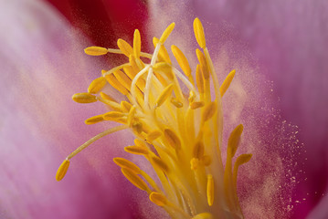 Aquilegia flower stamen macro with pollen