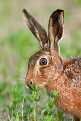 Wild brown hare close up eating