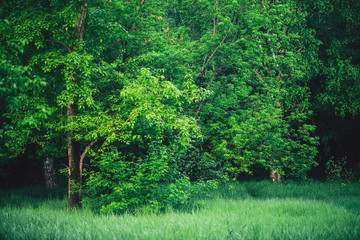 Scenic vivid green forest landscape. Beautiful vegetation wall of trees leaves on forest edge. Natural background of colorful foliage. Amazing contrasts of woods. Picturesque scenery of woodland.