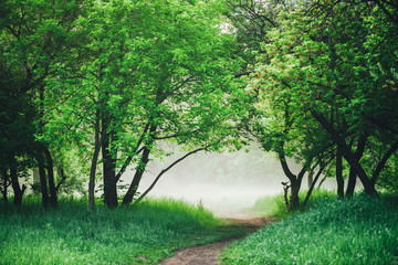 Scenic landscape with lush green foliage. Crow on branch. Raven on tree. Footpath in park in early morning in mist. Scenery with pathway among green grass and leafage. Vivid natural green background.