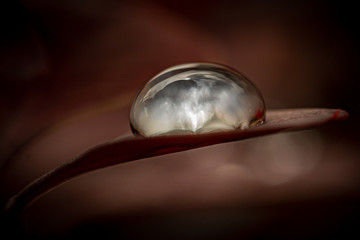 super macro view of a water drop on a leaf