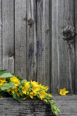 Loosestrife - plants high with yellow small flowers on the background of an old wooden fence